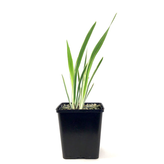 Iris, 5in, Variegated Water - Floral Acres Greenhouse & Garden Centre