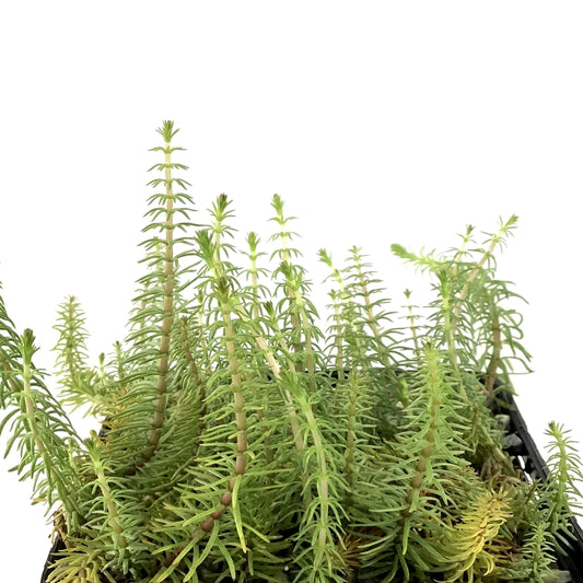 Marestail, 5in - Floral Acres Greenhouse & Garden Centre