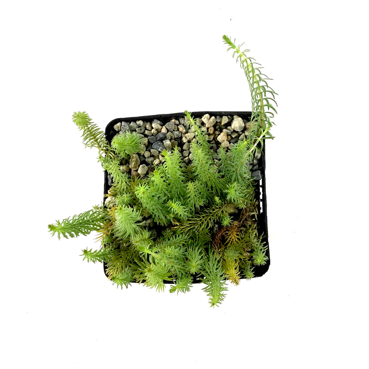 Marestail, 5in - Floral Acres Greenhouse & Garden Centre