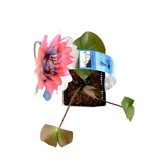 Water Lily, 5in, Perry's Almost Black - Floral Acres Greenhouse & Garden Centre