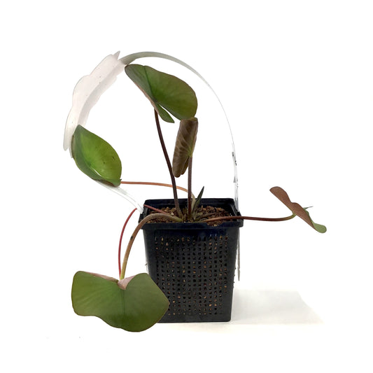Water Lily, 5in, Perry's Almost Black - Floral Acres Greenhouse & Garden Centre