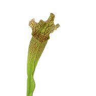 Sarracenia, 3.5in, Velvet - Floral Acres Greenhouse & Garden Centre