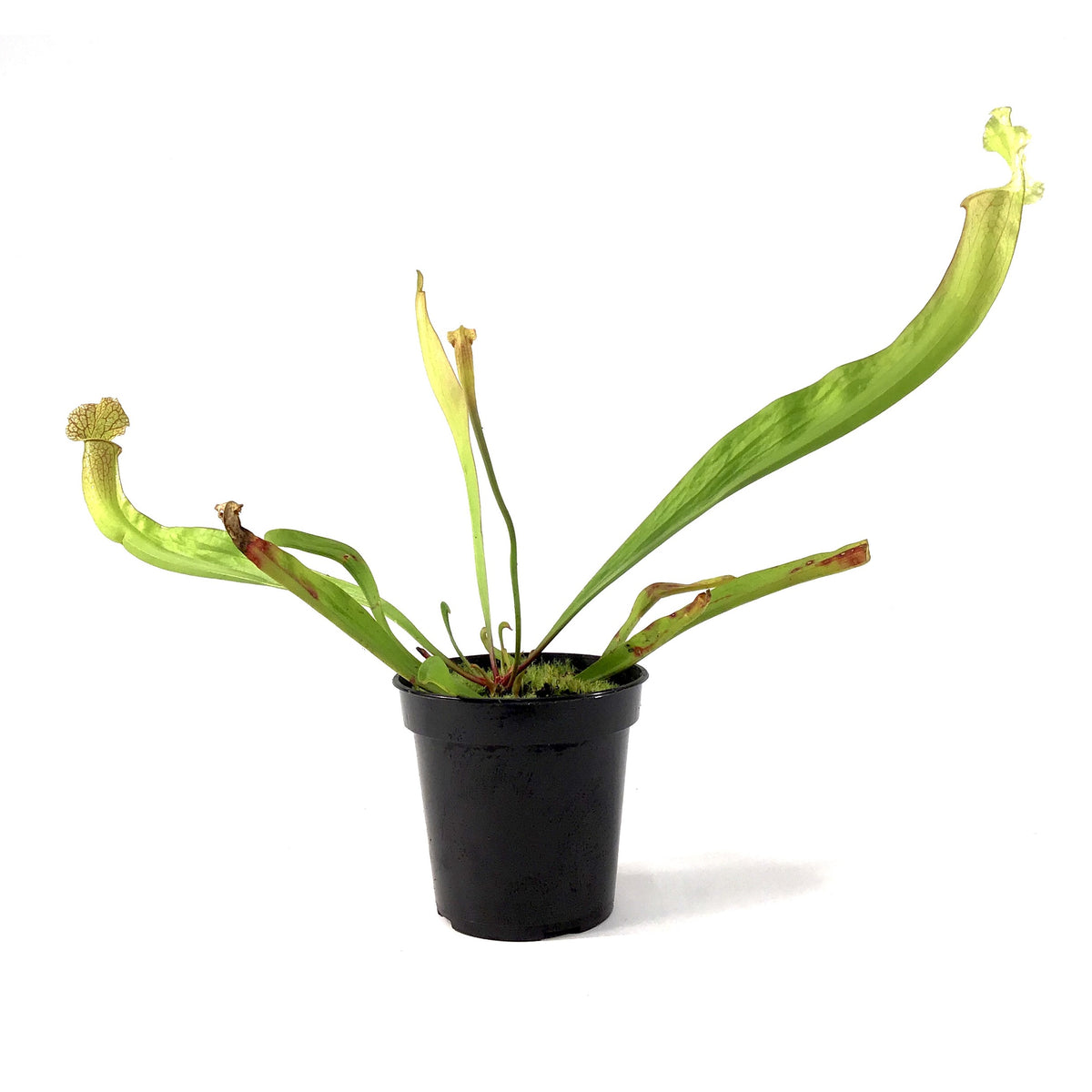 Sarracenia, 3.5in, Velvet - Floral Acres Greenhouse & Garden Centre