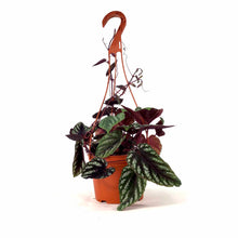 Load image into Gallery viewer, Begonia, 6in HB, Rex Vine - Floral Acres Greenhouse &amp; Garden Centre
