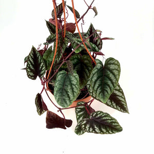 Begonia, 6in HB, Rex Vine - Floral Acres Greenhouse & Garden Centre