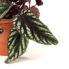 Load image into Gallery viewer, Begonia, 6in HB, Rex Vine - Floral Acres Greenhouse &amp; Garden Centre
