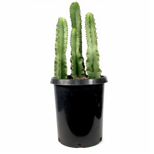 Cactus, 15 gal, African Candelabra - Floral Acres Greenhouse & Garden Centre