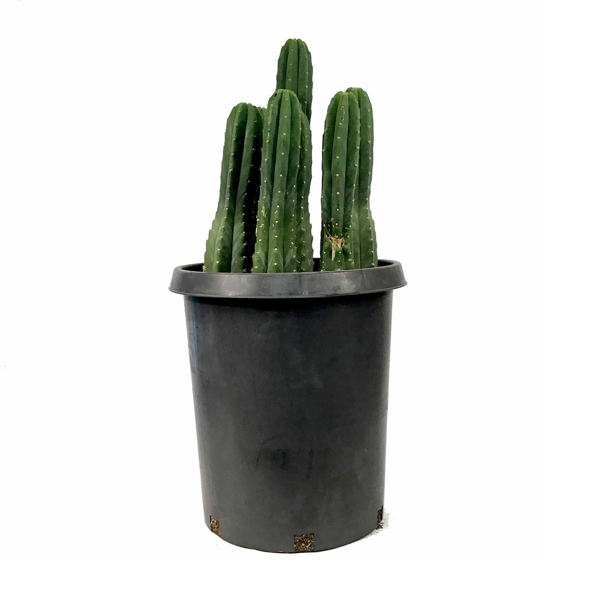 Cactus, 15 gal, Trichocereus Pachanoi San Pedro - Floral Acres Greenhouse & Garden Centre