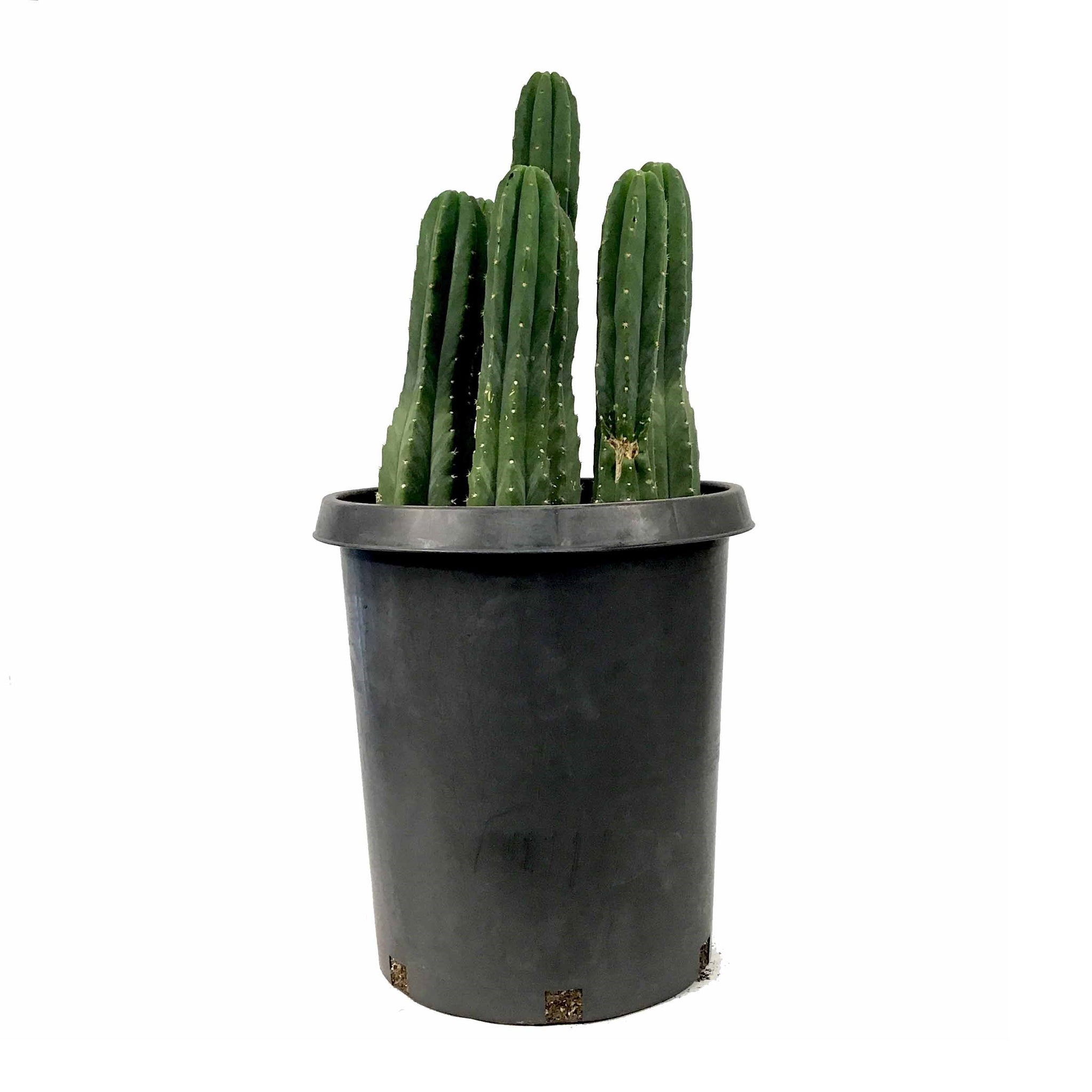 san pedro cactus kopen Cactus, 15 gal, Trichocereus Pachanoi San Pedro – Floral Acres Greenhouse & Garden Centre