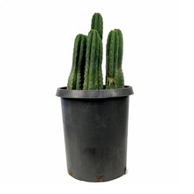 Load image into Gallery viewer, Cactus, 15 gal, Trichocereus Pachanoi San Pedro - Floral Acres Greenhouse &amp; Garden Centre
