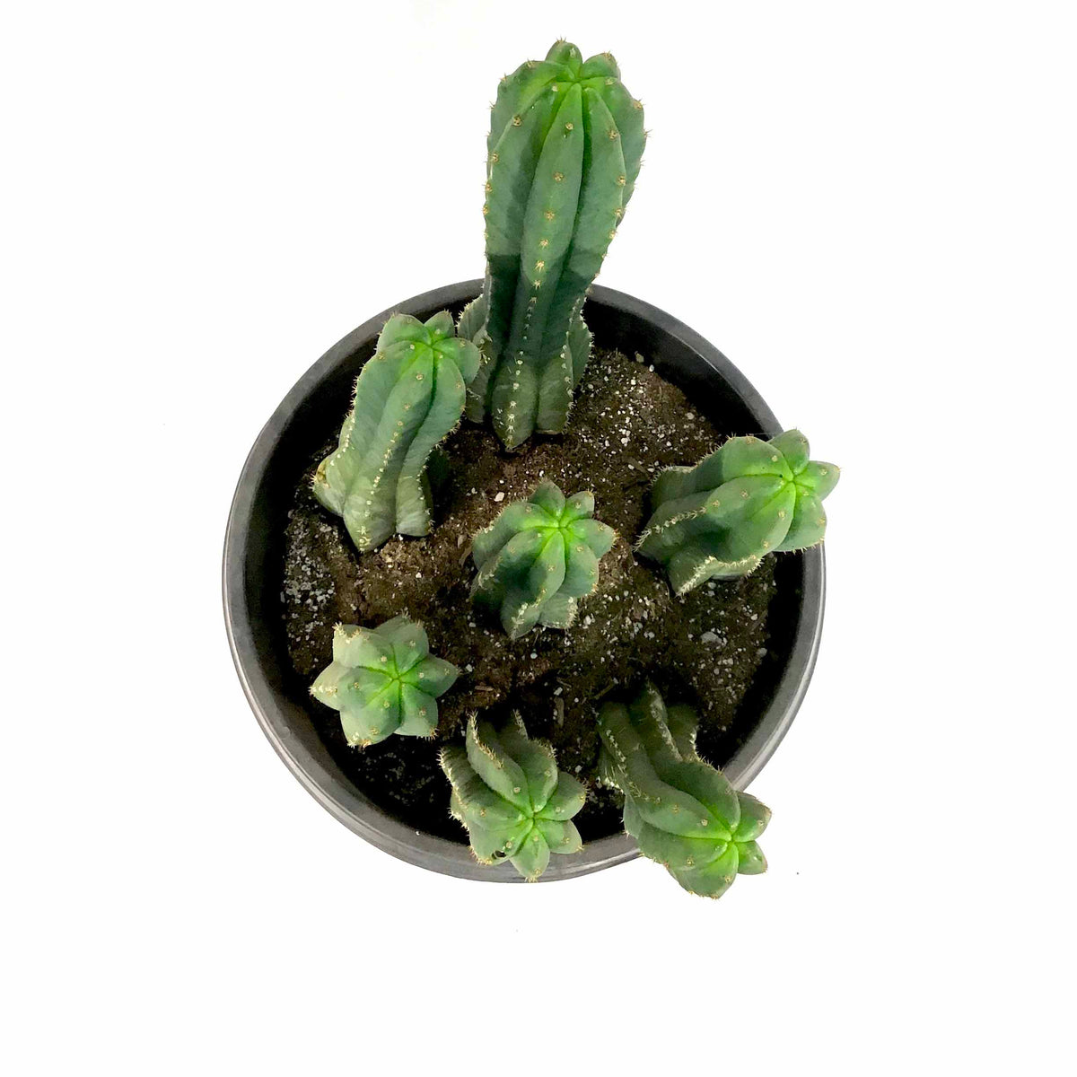 Cactus, 15 gal, Trichocereus Pachanoi San Pedro - Floral Acres Greenhouse & Garden Centre