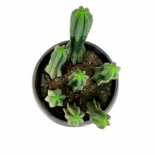 Load image into Gallery viewer, Cactus, 15 gal, Trichocereus Pachanoi San Pedro - Floral Acres Greenhouse &amp; Garden Centre
