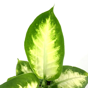 Dieffenbachia, 4in, Camille - Floral Acres Greenhouse & Garden Centre