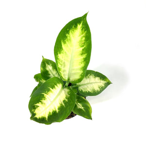 Dieffenbachia, 4in, Camille