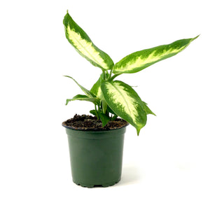 Dieffenbachia, 4in, Camille