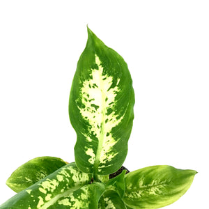 Dieffenbachia, 4in, Compacta - Floral Acres Greenhouse & Garden Centre