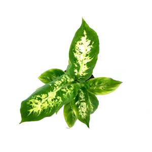 Dieffenbachia, 4in, Compacta - Floral Acres Greenhouse & Garden Centre