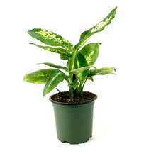 Load image into Gallery viewer, Dieffenbachia, 4in, Compacta - Floral Acres Greenhouse &amp; Garden Centre
