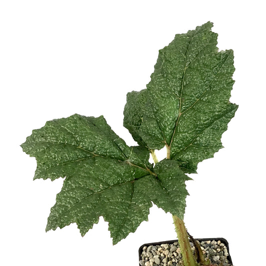 Giant Rhubarb, 5in, Gunnera Manicata - Floral Acres Greenhouse & Garden Centre