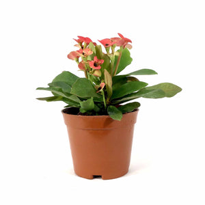Euphorbia, 3in, Milii Crown of Thorns, Assorted - Floral Acres Greenhouse & Garden Centre