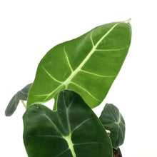 Load image into Gallery viewer, Alocasia, 4in, Frydek - Floral Acres Greenhouse &amp; Garden Centre
