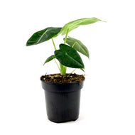Alocasia, 4in, Frydek - Floral Acres Greenhouse & Garden Centre