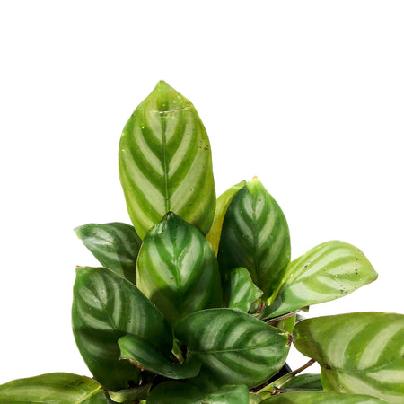 Ctenanthe, 4in, Setosa