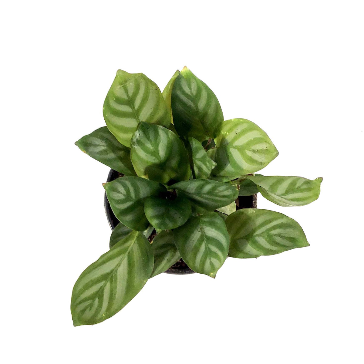Ctenanthe, 4in, Setosa