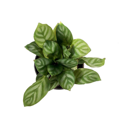 Ctenanthe, 4in, Setosa
