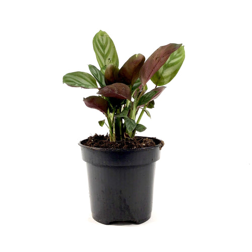 Ctenanthe, 4in, Setosa - Floral Acres Greenhouse & Garden Centre