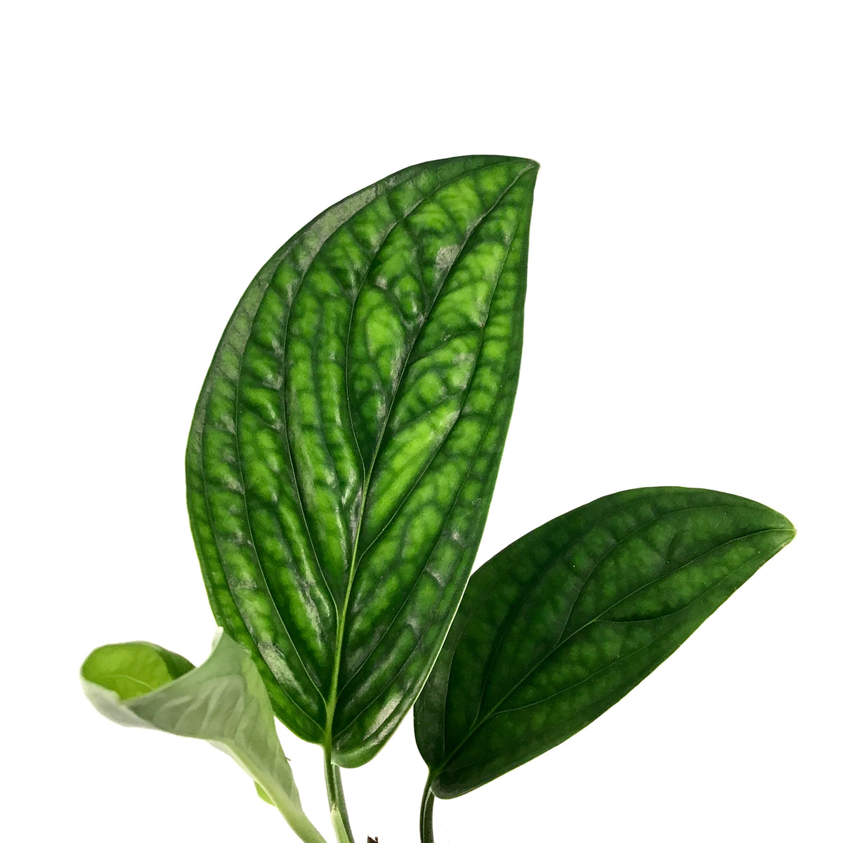 Monstera, 4in, Karstenianum Peru - Floral Acres Greenhouse & Garden Centre