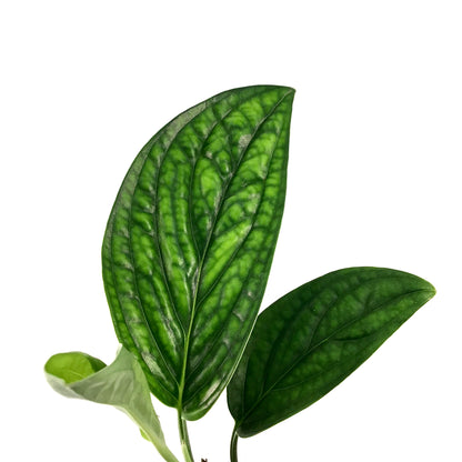 Monstera, 4in, Karstenianum Peru - Floral Acres Greenhouse & Garden Centre