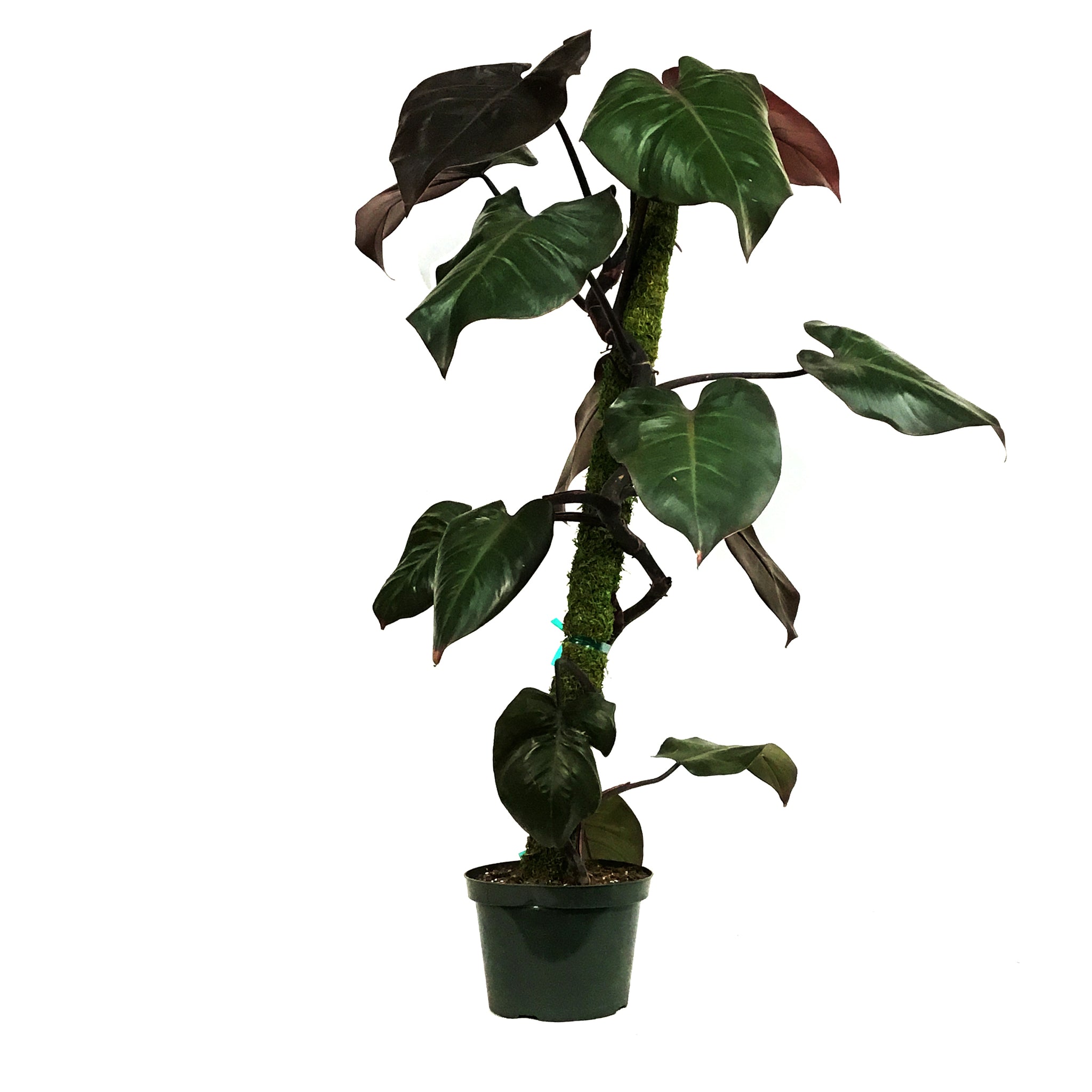 merlot philodendron Philodendron, 8in, Merlot – Floral Acres Greenhouse & Garden Centre