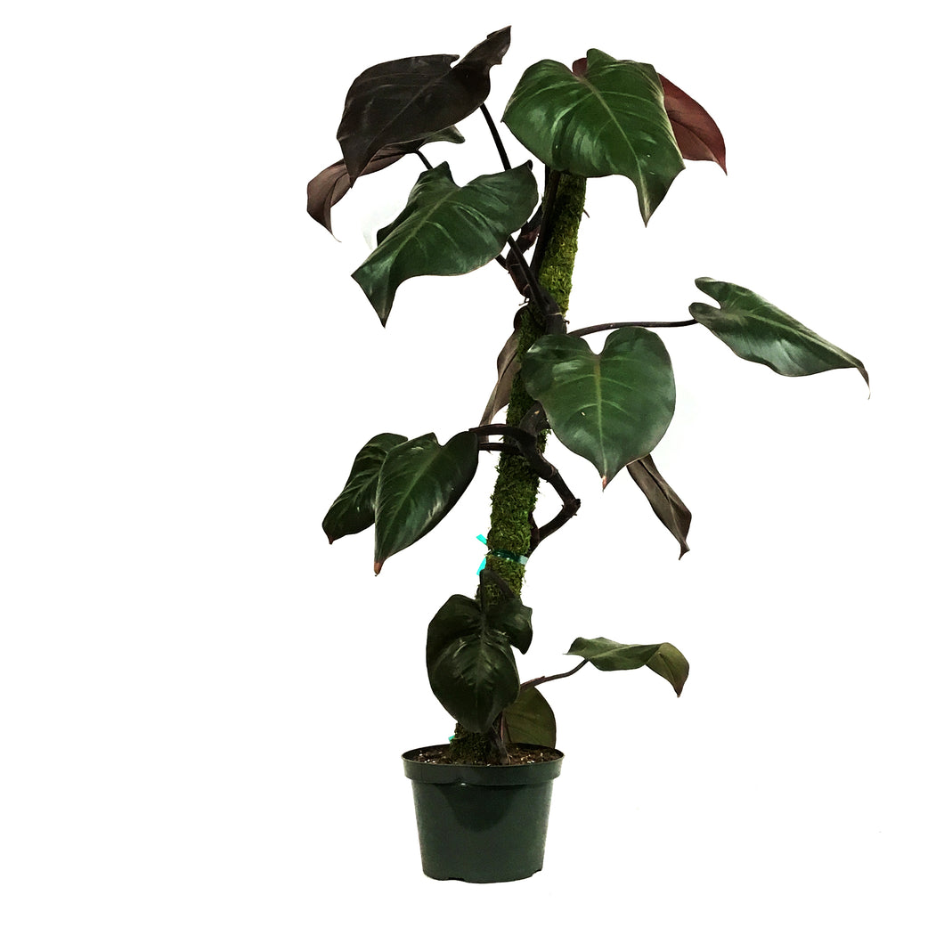 Philodendron, 8in, Merlot