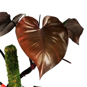 merlot philodendron Philodendron, 8in, Merlot – Floral Acres Greenhouse & Garden Centre