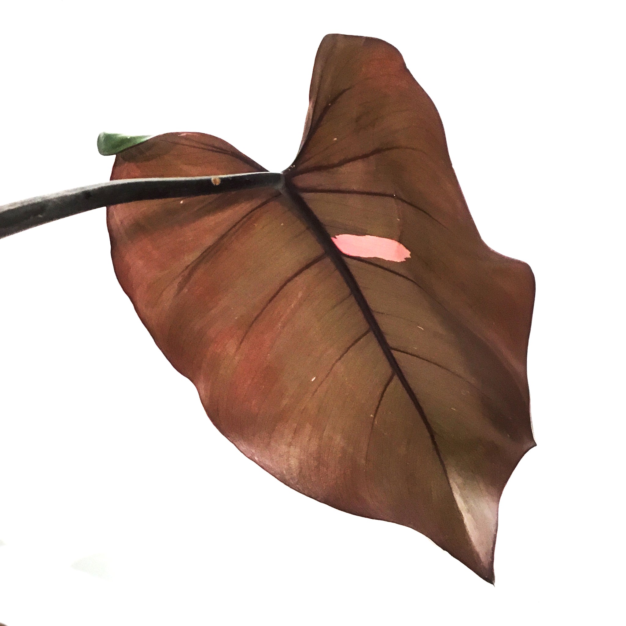 merlot philodendron Philodendron, 8in, Merlot – Floral Acres Greenhouse & Garden Centre