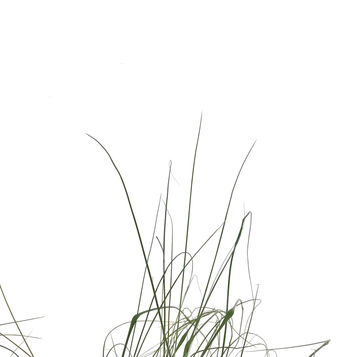Muhly Grass, 7in - Floral Acres Greenhouse & Garden Centre