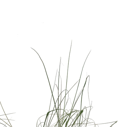 Muhly Grass, 7in - Floral Acres Greenhouse & Garden Centre