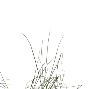 Muhly Grass, 7in - Floral Acres Greenhouse & Garden Centre