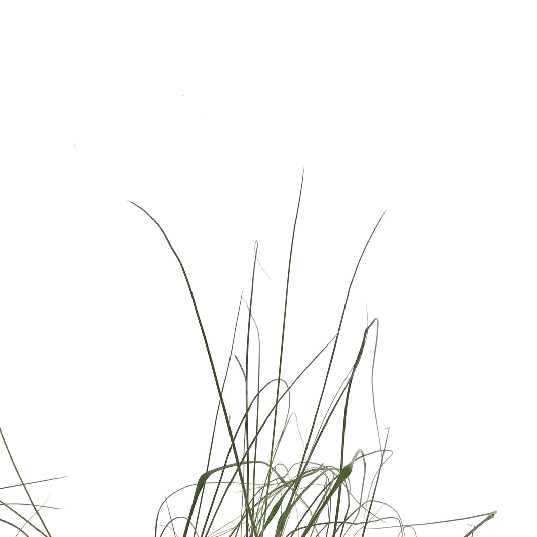Muhly Grass, 7in - Floral Acres Greenhouse & Garden Centre