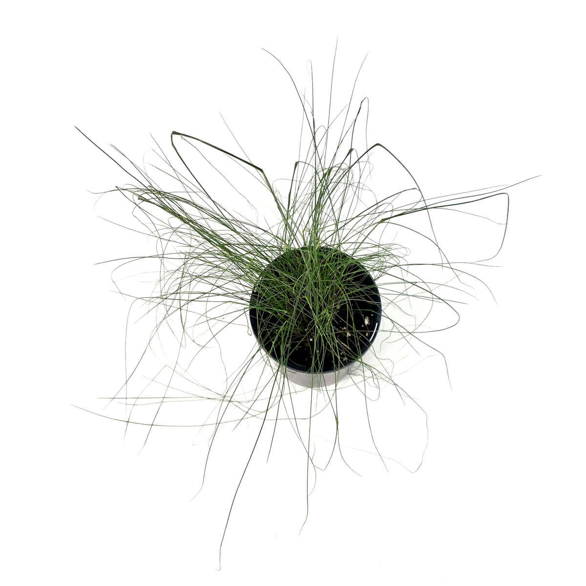 Muhly Grass, 7in - Floral Acres Greenhouse & Garden Centre