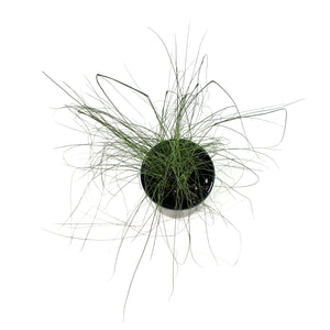 Muhly Grass, 7in - Floral Acres Greenhouse & Garden Centre