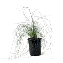 Load image into Gallery viewer, Muhly Grass, 7in - Floral Acres Greenhouse &amp; Garden Centre
