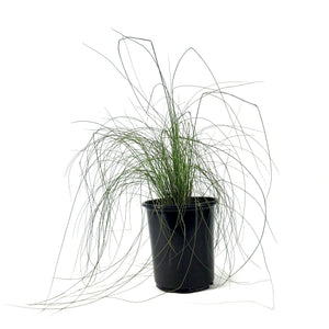 Muhly Grass, 7in - Floral Acres Greenhouse & Garden Centre