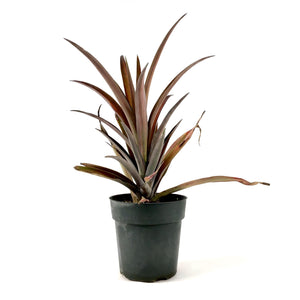 Pineapple, 6in, Red - Floral Acres Greenhouse & Garden Centre