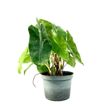 Load image into Gallery viewer, Philodendron, 6in, Burle Marx - Floral Acres Greenhouse &amp; Garden Centre
