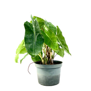 Philodendron, 6in, Burle Marx - Floral Acres Greenhouse & Garden Centre