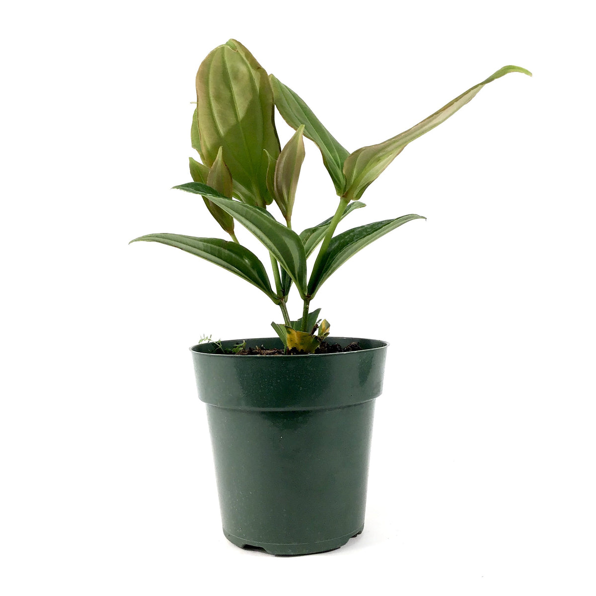 Medinilla, 6in, Malaysian Orchid - Floral Acres Greenhouse & Garden Centre