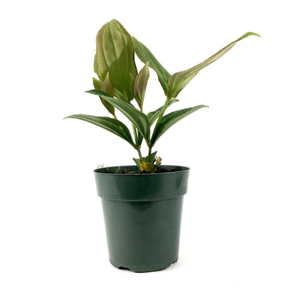 Medinilla, 6in, Malaysian Orchid - Floral Acres Greenhouse & Garden Centre