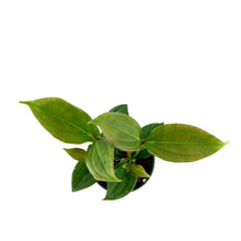 Load image into Gallery viewer, Medinilla, 6in, Malaysian Orchid - Floral Acres Greenhouse &amp; Garden Centre
